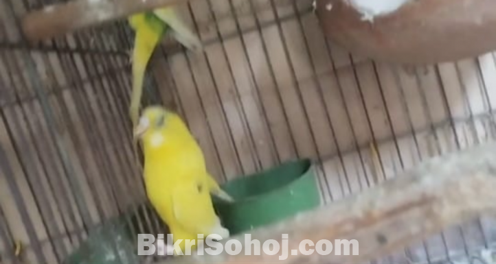 রানিং বাজুরিকা পাখি